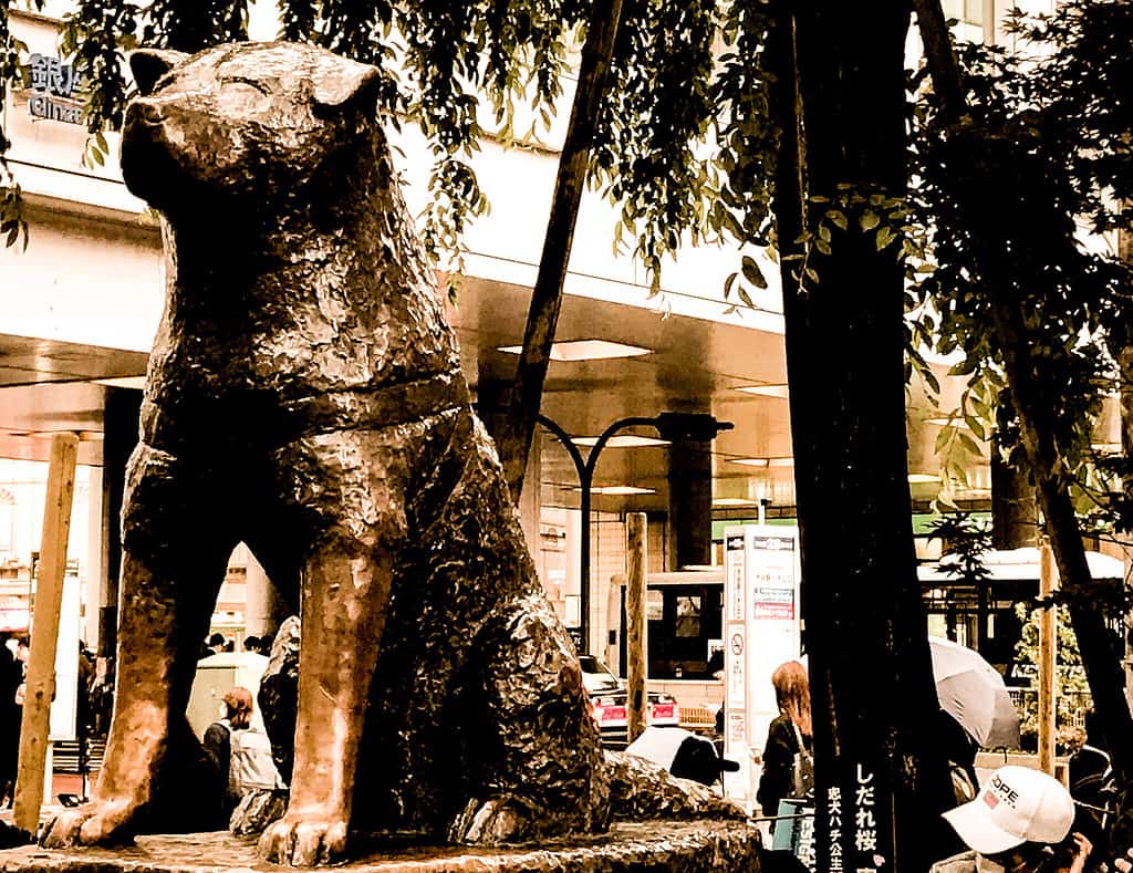 picture of hachiko