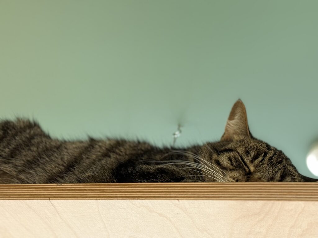 cat at katzentempel Berlin